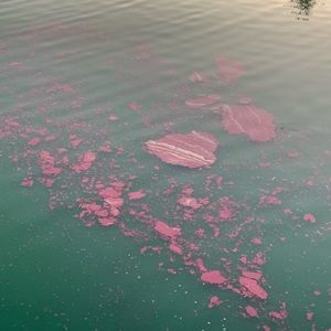 Meet your Posher, Faye